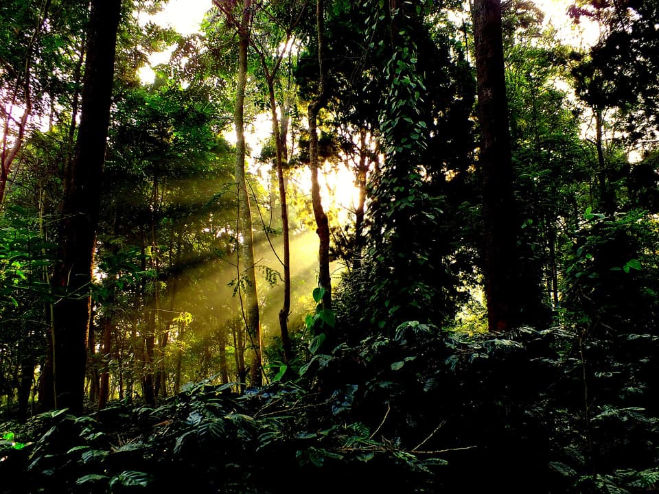 Sunrise through forest silhouettes in Koraput